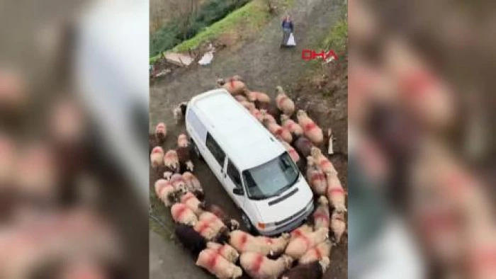 Koyunlar minib&uuml;s&uuml;n etrafında dakikalarca d&ouml;nd&uuml;