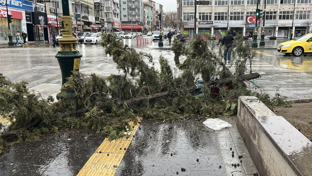 Kuvvetli r&uuml;zgar ağacı devirdi