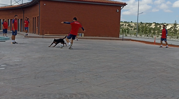 Medipol Başakşehir Antrenmanına Giren  Köpek Renkli Görüntüler Ortaya Çıkardı