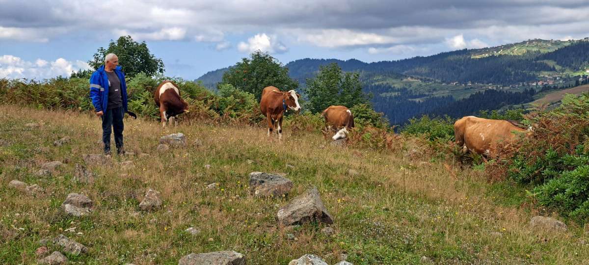 Ordu'da ahıra giren ayı, danayı götürdü