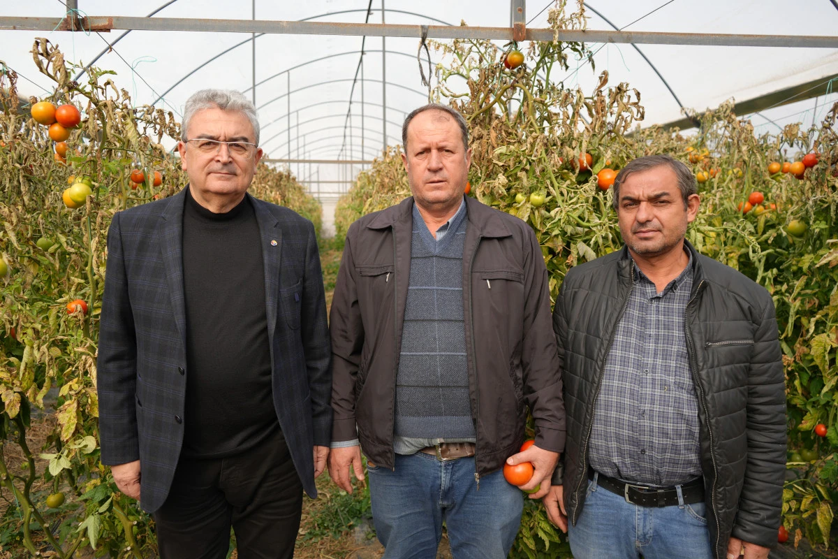 Söğüt domatesine coğrafi işaret alınacak