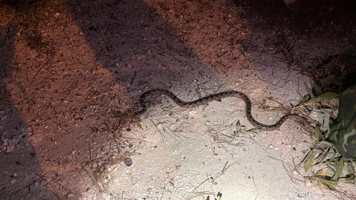 Sokakta g&ouml;r&uuml;len yılan yakalanıp doğaya bırakıldı
