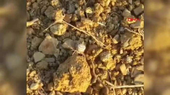 Yalova’da görülen ‘insan yüzlü örümcek’ şaşırttı