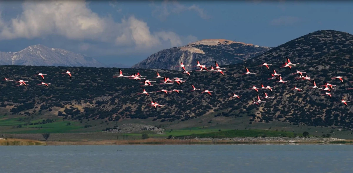 Yarışlı G&ouml;l&uuml;'ndeki flamingolar hayran bıraktı