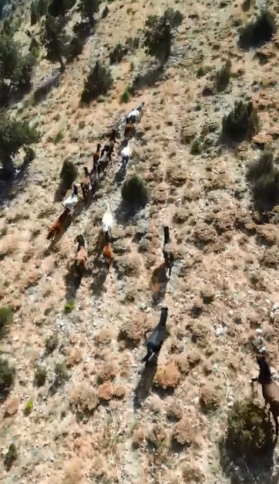 Bucak'ta yılkı atları drone ile görüntülendi