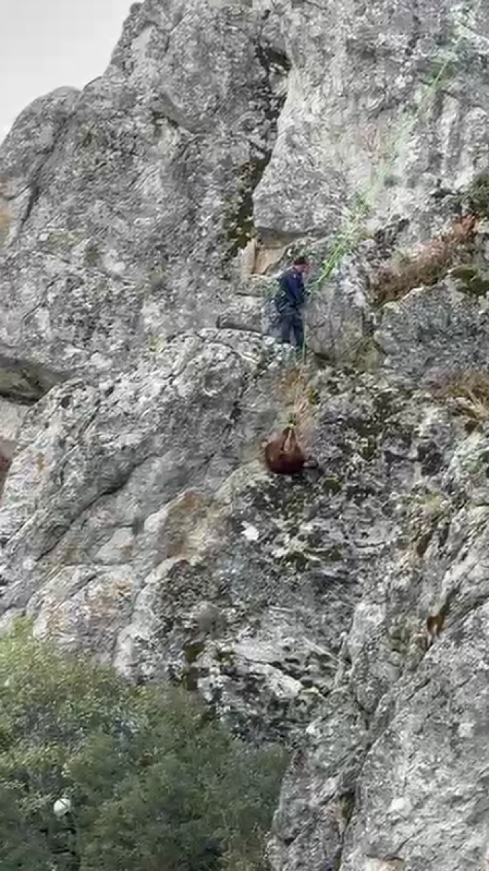Bucak’ta Dağda Mahsur Kalan Keçiler İtfaiye Ekiplerince Kurtarıldı